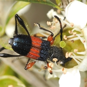 Obrida fascialis at Yarrow, NSW - 3 Dec 2024