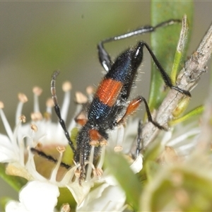 Obrida fascialis at Yarrow, NSW - 3 Dec 2024