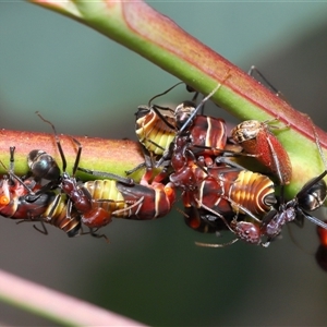 Eurymeloides pulchra at Yarralumla, ACT - 26 Nov 2024