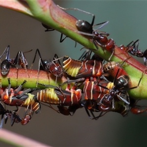 Eurymeloides pulchra at Yarralumla, ACT - 26 Nov 2024