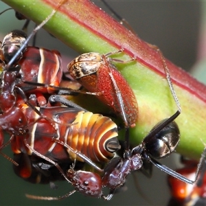 Eurymeloides pulchra at Yarralumla, ACT - 26 Nov 2024