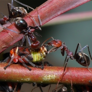 Iridomyrmex purpureus at Yarralumla, ACT - 26 Nov 2024