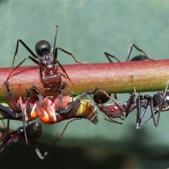 Iridomyrmex purpureus at Yarralumla, ACT - 26 Nov 2024