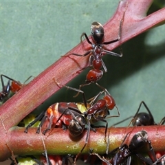 Iridomyrmex purpureus at Yarralumla, ACT - 26 Nov 2024