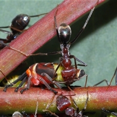 Iridomyrmex purpureus at Yarralumla, ACT - 26 Nov 2024