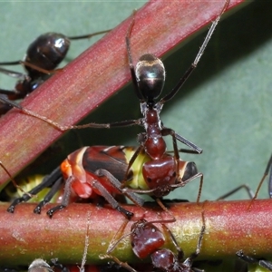 Iridomyrmex purpureus at Yarralumla, ACT - 26 Nov 2024