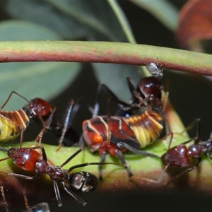 Milichiidae (family) at Yarralumla, ACT - 26 Nov 2024