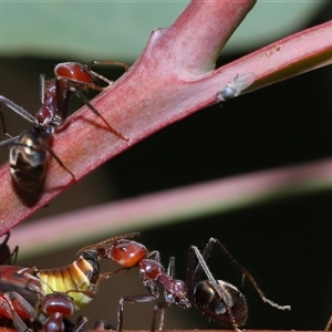 Milichiidae (family) at Yarralumla, ACT - 26 Nov 2024