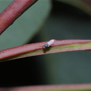 Milichiidae (family) at Yarralumla, ACT - 26 Nov 2024