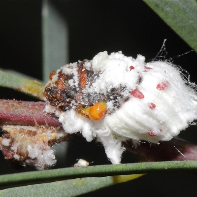 Icerya purchasi (Cottony cushion scale) at Acton, ACT - 29 Nov 2024 by TimL