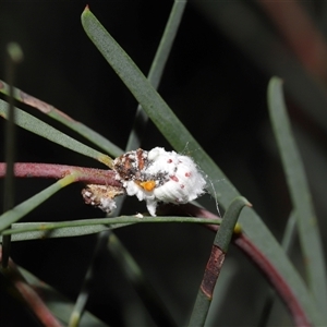 Chrysopidae (family) (Unidentified Green lacewing) at Acton, ACT by TimL