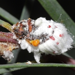 Chrysopidae (family) at Acton, ACT - 29 Nov 2024