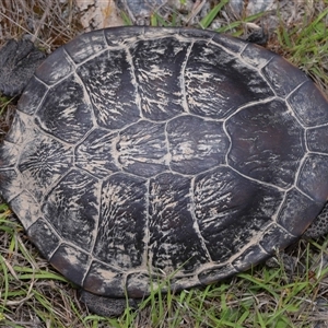 Chelodina longicollis at Forde, ACT - 1 Dec 2024