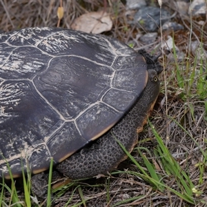 Chelodina longicollis at Forde, ACT - 1 Dec 2024