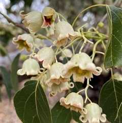 Brachychiton populneus (Kurrajong) at Watson, ACT - 26 Nov 2024 by mcosgrove