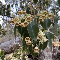 Brachychiton populneus at Watson, ACT - 26 Nov 2024