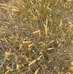 Anthoxanthum odoratum (Sweet Vernal Grass) at Watson, ACT by mcosgrove