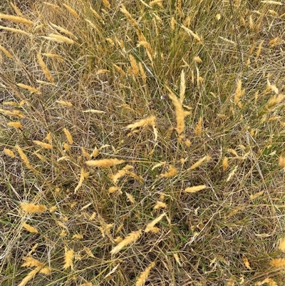 Anthoxanthum odoratum (Sweet Vernal Grass) at Watson, ACT - 26 Nov 2024 by mcosgrove