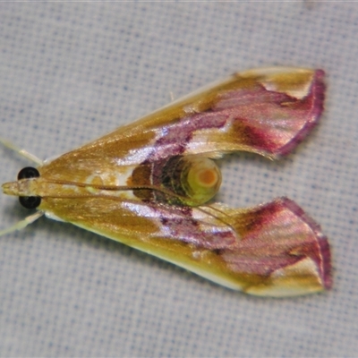 Agathodes ostentalis (Coral Tree Moth) at Sheldon, QLD - 15 Jan 2008 by PJH123