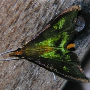 Hemiscopis violacea (A Crambid moth (Odontiinae)) at Sheldon, QLD by PJH123