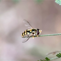 Simosyrphus grandicornis (Common hover fly) at Aranda, ACT - 3 Dec 2024 by KMcCue