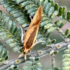 Thema psammoxantha (A concealer moth) at Aranda, ACT - 3 Dec 2024 by KMcCue