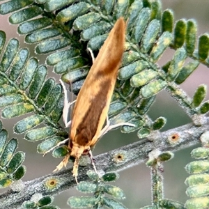 Thema psammoxantha (A concealer moth) at Aranda, ACT by KMcCue