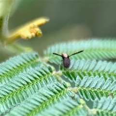 Trypetisoma digitatum (A lauxaniid fly) at Aranda, ACT - 3 Dec 2024 by KMcCue