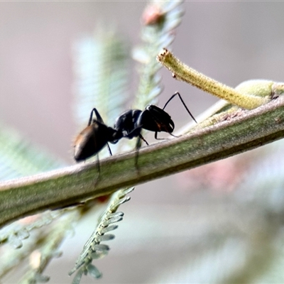 Camponotus aeneopilosus (A Golden-tailed sugar ant) at Aranda, ACT - 3 Dec 2024 by KMcCue