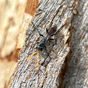 Fabriogenia sp. (genus) at Aranda, ACT - 3 Dec 2024 04:47 PM