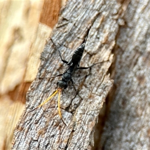 Fabriogenia sp. (genus) at Aranda, ACT - 3 Dec 2024