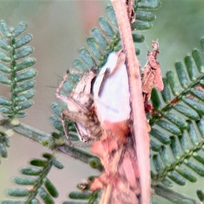 Unidentified Other web-building spider at Aranda, ACT - 3 Dec 2024 by KMcCue