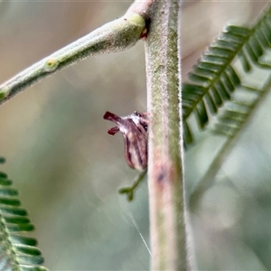 Sextius virescens at Aranda, ACT by KMcCue