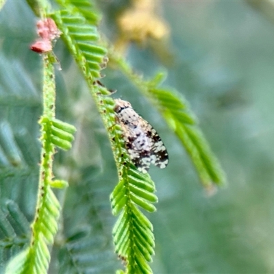 Austrotephritis poenia (Australian Fruit Fly) at Aranda, ACT - 3 Dec 2024 by KMcCue