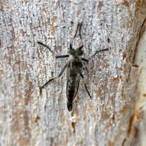 Cerdistus sp. (genus) at Aranda, ACT - 3 Dec 2024