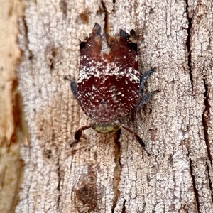 Platybrachys decemmacula (Green-faced gum hopper) at Aranda, ACT by KMcCue