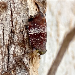 Platybrachys decemmacula at Aranda, ACT - 3 Dec 2024