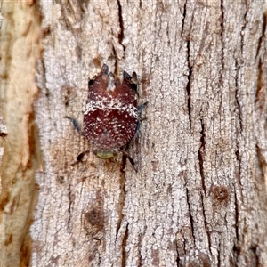 Platybrachys decemmacula at Aranda, ACT - 3 Dec 2024