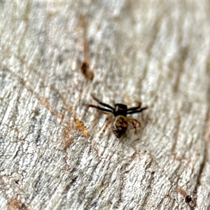 Cymbacha sp (genus) (A crab spider) at Aranda, ACT by KMcCue