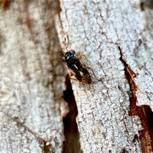 Stylogeocoris elongatus (A big-eyed bug) at Aranda, ACT by KMcCue