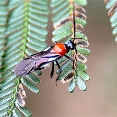 Trilaccus mimeticus (Braconid-mimic plant bug) at Aranda, ACT - 3 Dec 2024 by KMcCue