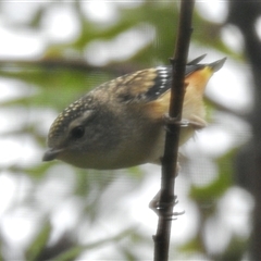 Pardalotus punctatus (Spotted Pardalote) at Aranda, ACT - 3 Dec 2024 by KMcCue