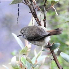 Acanthiza pusilla (Brown Thornbill) at Aranda, ACT - 3 Dec 2024 by KMcCue