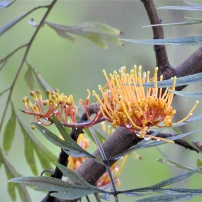 Grevillea robusta (Silky Oak) at Aranda, ACT - 3 Dec 2024 by KMcCue