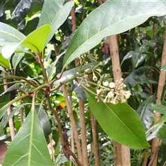 Pisonia umbellifera (Birdlime Tree) at Jamberoo, NSW - 2 Dec 2024 by plants