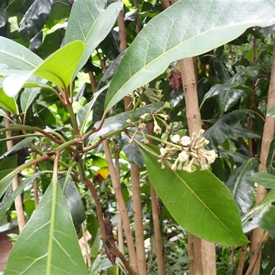 Pisonia umbellifera (Birdlime Tree) at Jamberoo, NSW - 3 Dec 2024 by plants