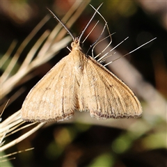 Scopula rubraria (Reddish Wave, Plantain Moth) at Gundaroo, NSW - 2 Dec 2024 by ConBoekel