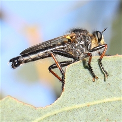 Neosaropogon sp. (genus) (A robber fly) at Gundaroo, NSW - 2 Dec 2024 by ConBoekel