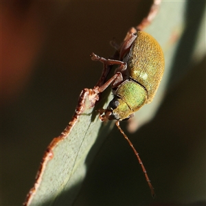 Edusella puberula at Gundaroo, NSW - 2 Dec 2024