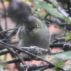 Zosterops lateralis (Silvereye) at Aranda, ACT - 3 Dec 2024 by KMcCue